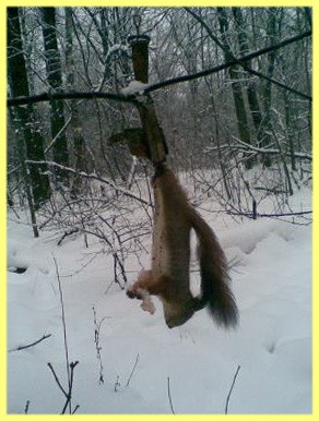 Охота на белку капканами