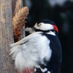 Дятел ест шишку