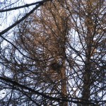 Гайно в птичьем гнезде