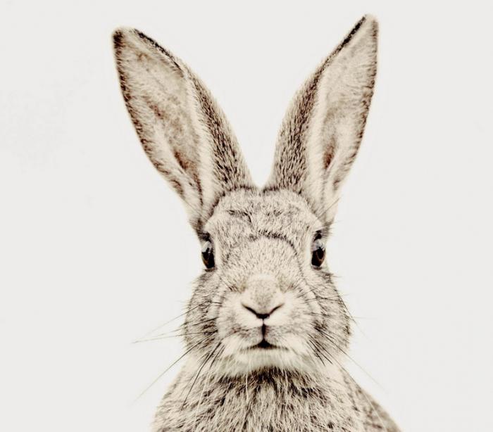 патроны на зайца