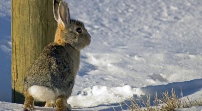 патроны на зайца 12 калибр