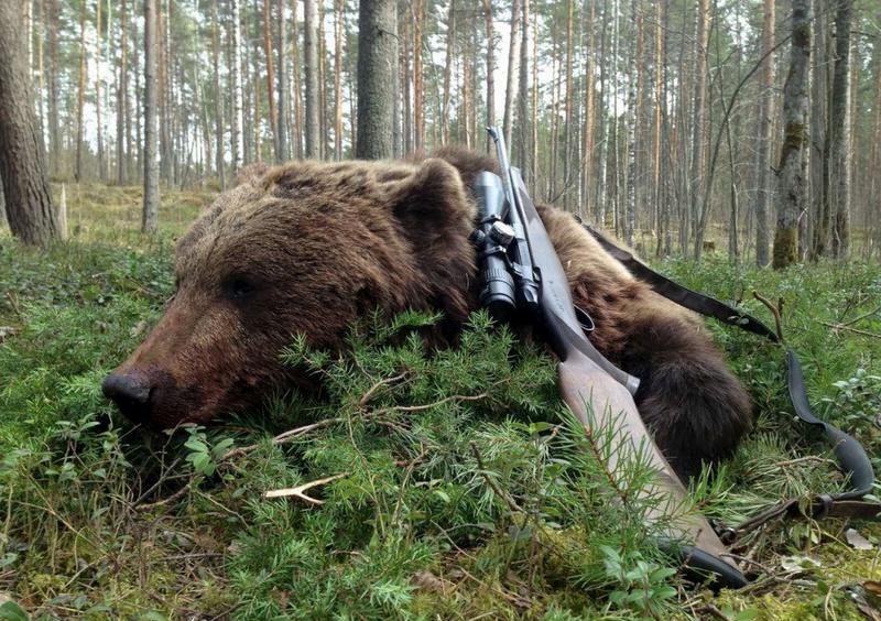 Правильное оружие - залог успешной охоты на медведя