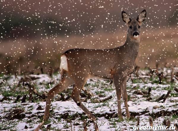 Охота-на-косулю-и-её-особенности-2