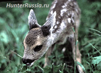 Детеныш косули