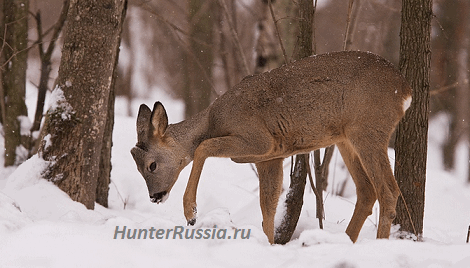 Охота на косулю