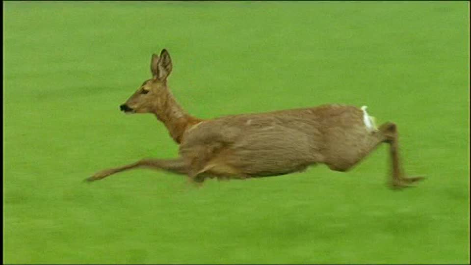 Попасть в такую будет непросто