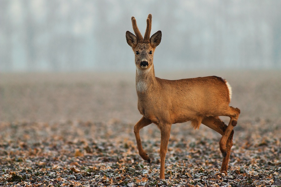 Желанная добыча
