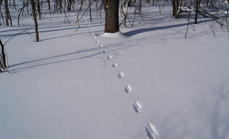 Следы куницы