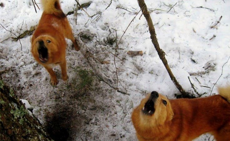 Охота на куницу с лайкой