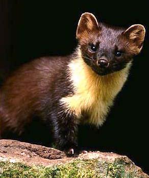 Охота на куницу