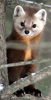 Охота на куницу