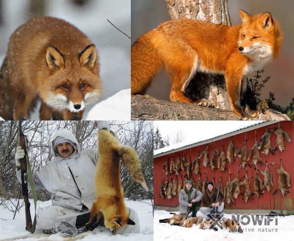 Охота на лису в тайге