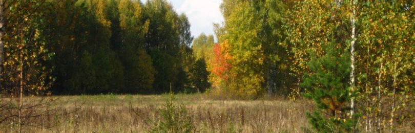 По тетеревам с легавой