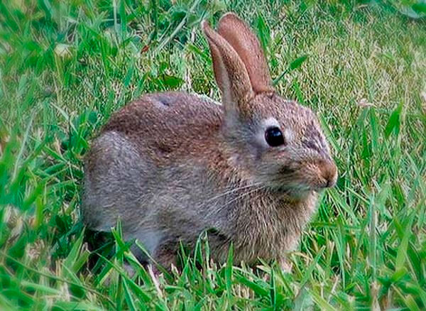 маньчжурский заяц