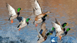 охота на уток весной