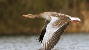 охота на гуся из засидки