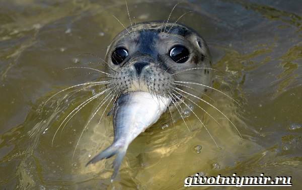 Тюлень-животное-Образ-жизни-и-среда-обитания-тюленя-6