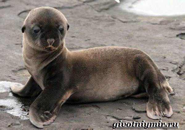 Тюлень-животное-Образ-жизни-и-среда-обитания-тюленя-8