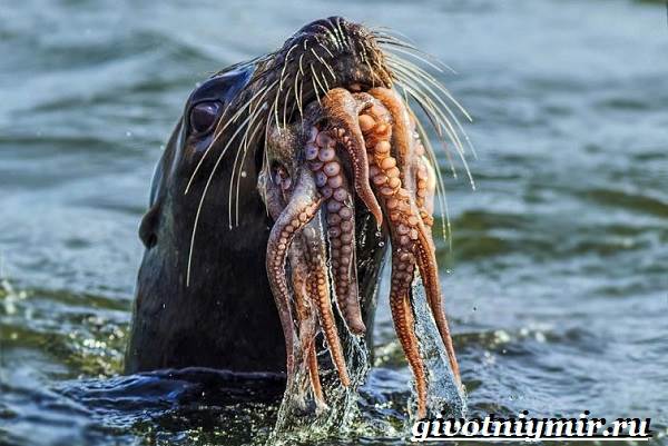 Тюлень-животное-Образ-жизни-и-среда-обитания-тюленя-7