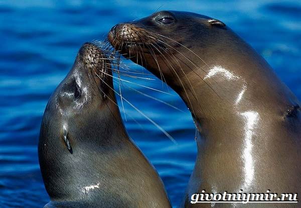 Тюлень-животное-Образ-жизни-и-среда-обитания-тюленя-9