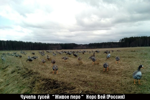 Весенняя охота на гуся, охота на гуся весной, весенняя охота на гуся 2017, открытие сезона весенней охоты на гуся, гуси, как охотиться на гуся, когда охотиться на гуся, где охотиться на гуся, манок на гуся, охота на гуся с манком, маскировка на охоте на гуся, укрытие на охоте на гуся, охота на гуся с профилями, охота на гуся с чучелами, тактика охоты на гуся, ружья и патроны для охоты на гуся, серый гусь, белолобый гусь, гусь гуменник