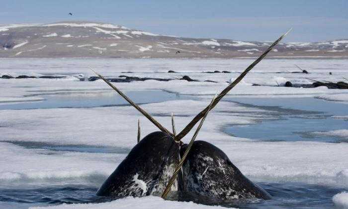 нарвал животное или рыба