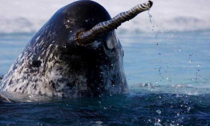 животное арктики нарвал