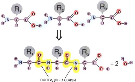 Соединение аминокислот в полипептидную цепь