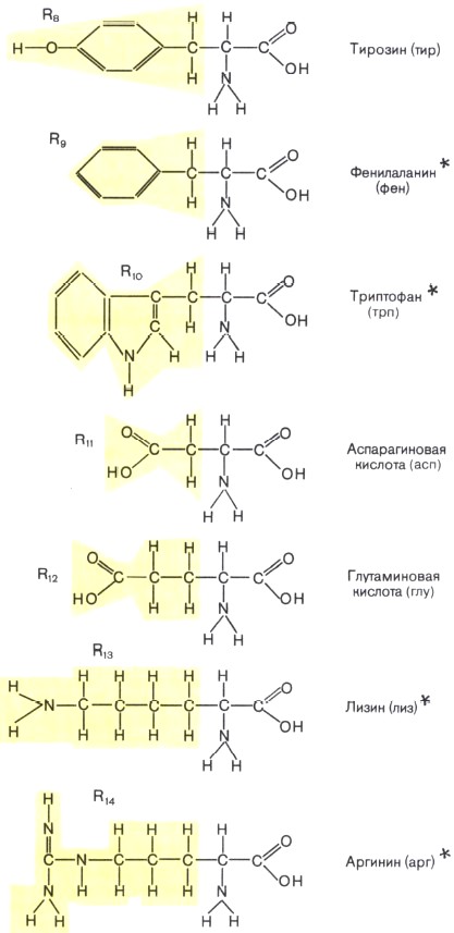 Строение аминокислот — мономеров белковых молекул
