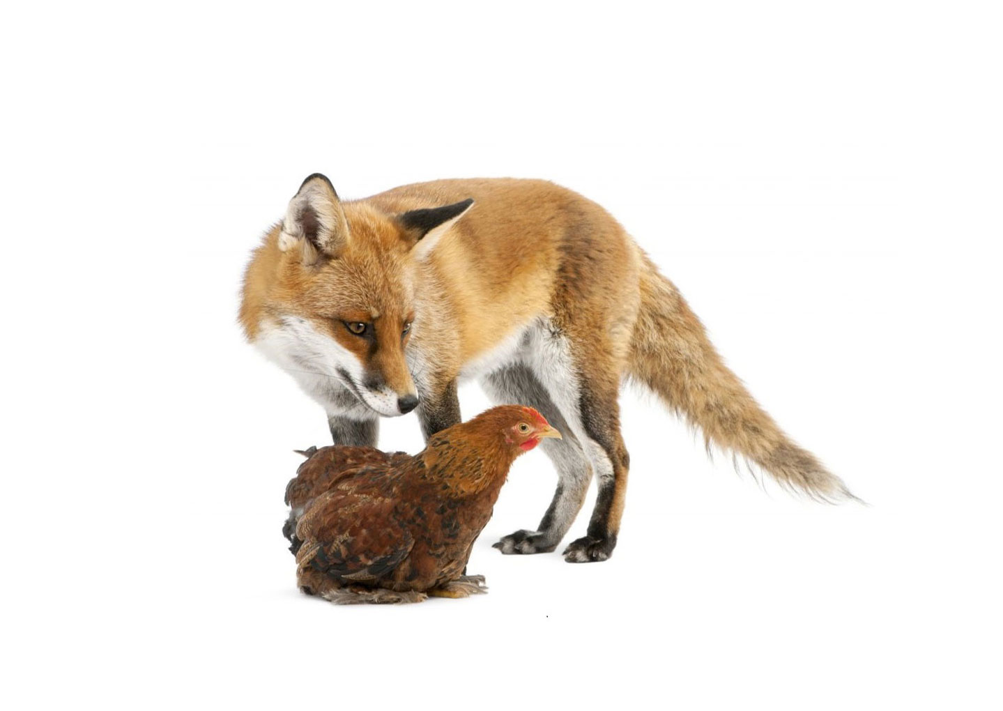 Лиса и курица