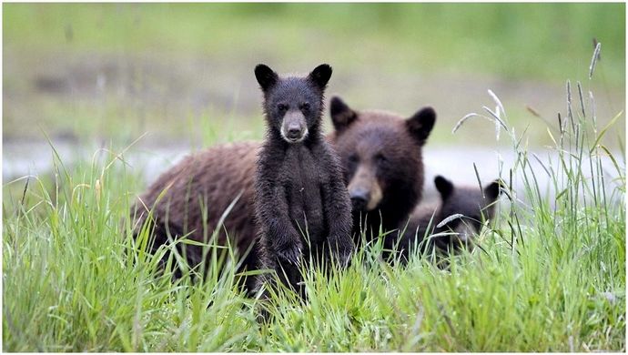 Как охотиться на медведя: обязательные советы по охоте на медведя, которые могут сделать вашу охоту успешной