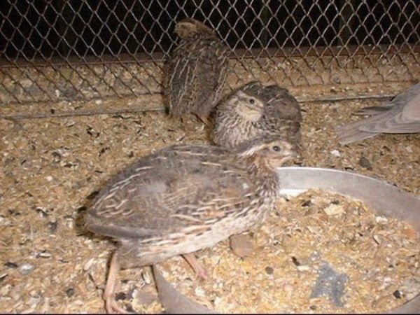 Питаются эти птички преимущественно мелкими насекомыми