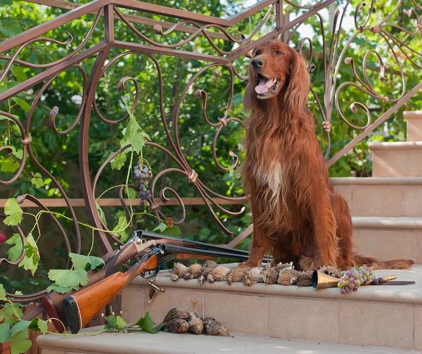 Стрелять по перепелам советуют мелкой дробью