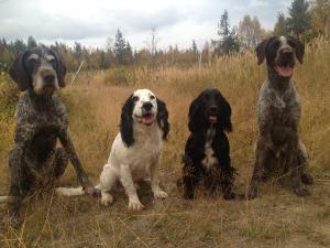 охота на глухаря с лайкой