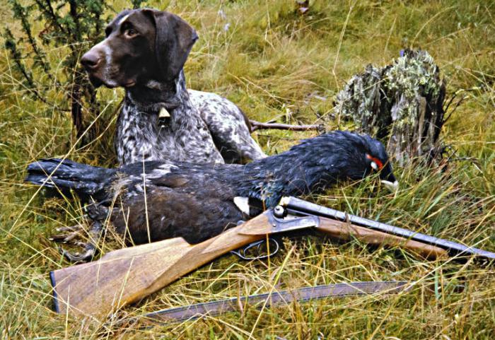 осенняя охота на глухаря