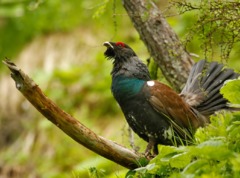 Охота на глухаря осенью - особенности и советы