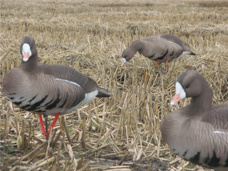 чучела гусей