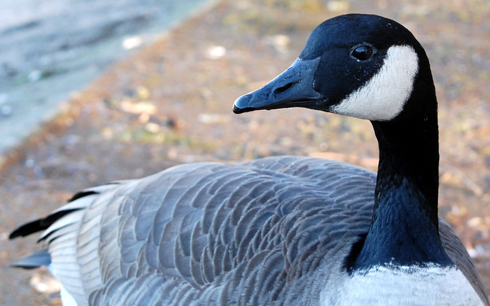 канадская казарка