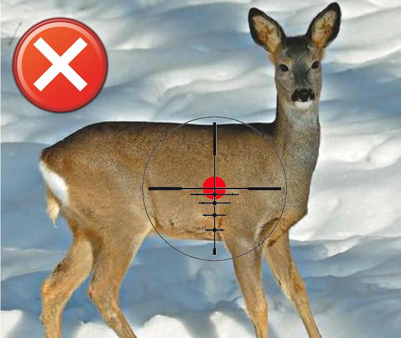 Самок косули стрелять нельзя
