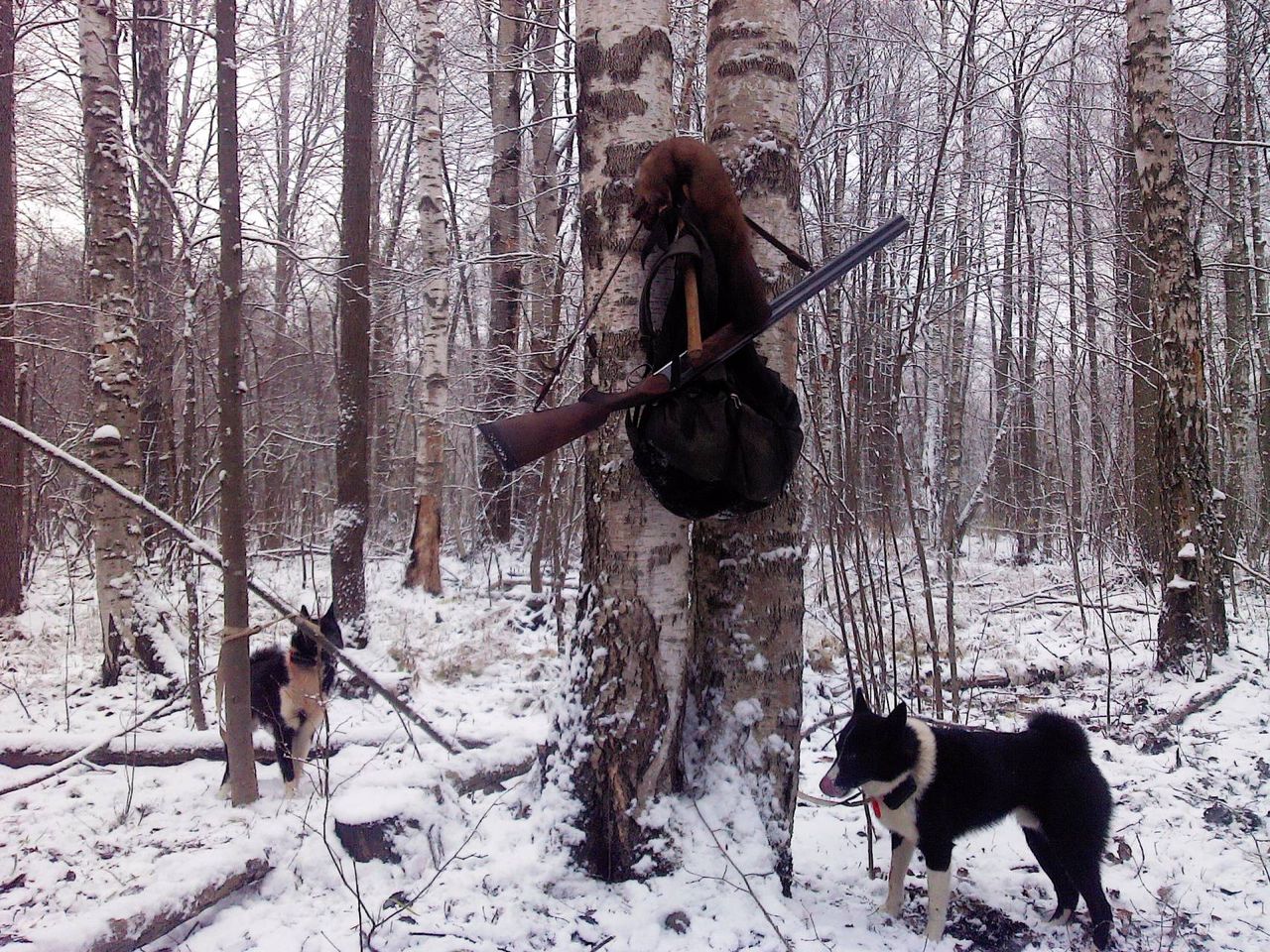 Охота на куницу: способы, секреты, приемы