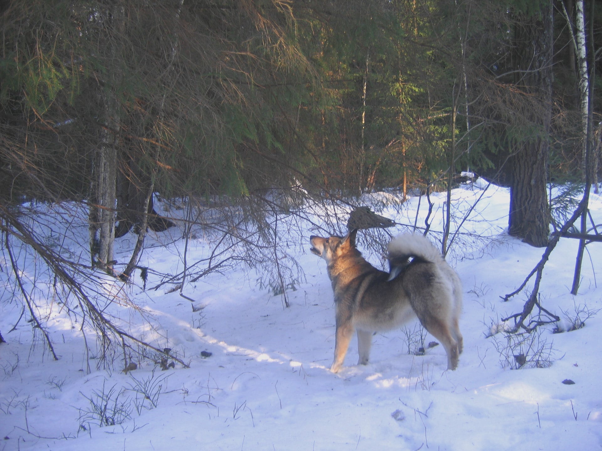 охота на куницу с лайкой