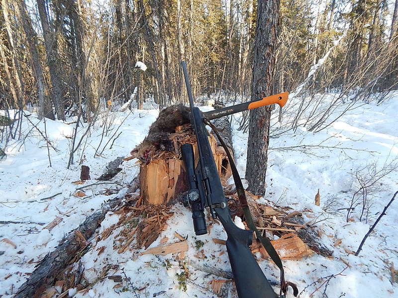 Охота на куницу: способы, секреты, приемы