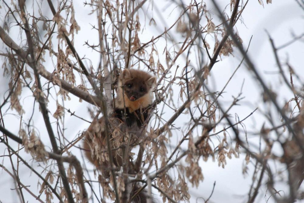 Куница на дереве