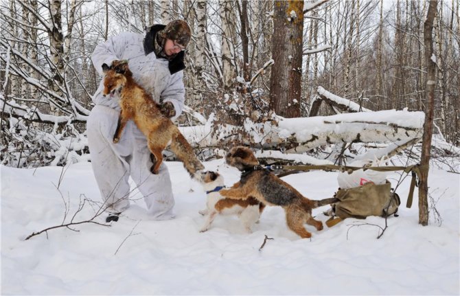 Зимняя охота с собаками
