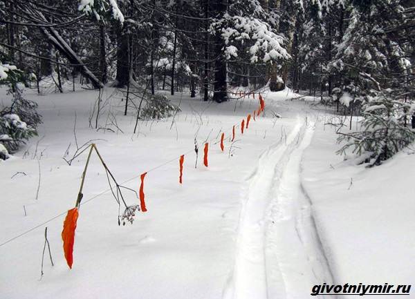 Охота-на-лису-разными-способами-3