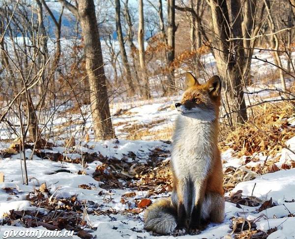 Охота-на-лису-разными-способами-1
