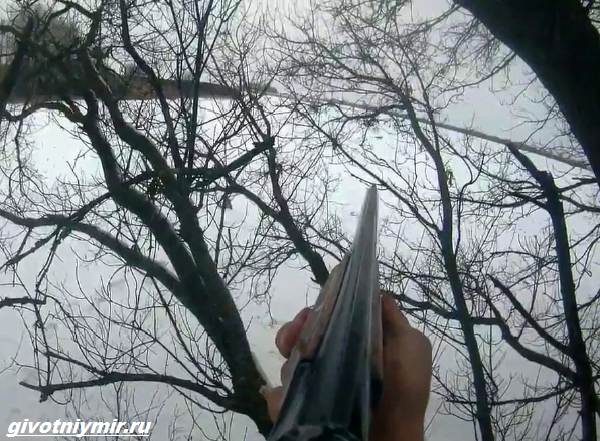 Охота-на-лису-разными-способами-6