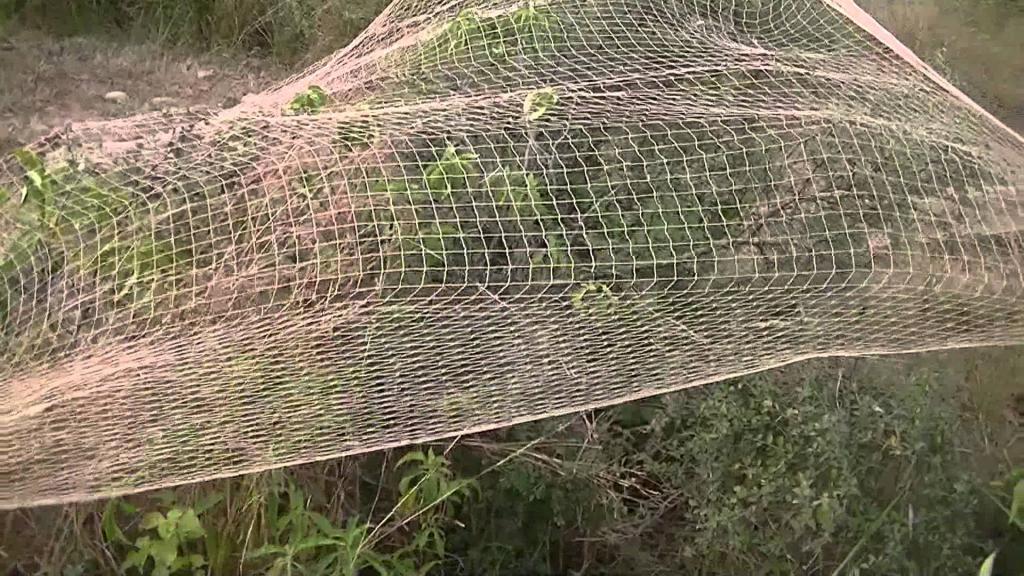Сети для охоты.