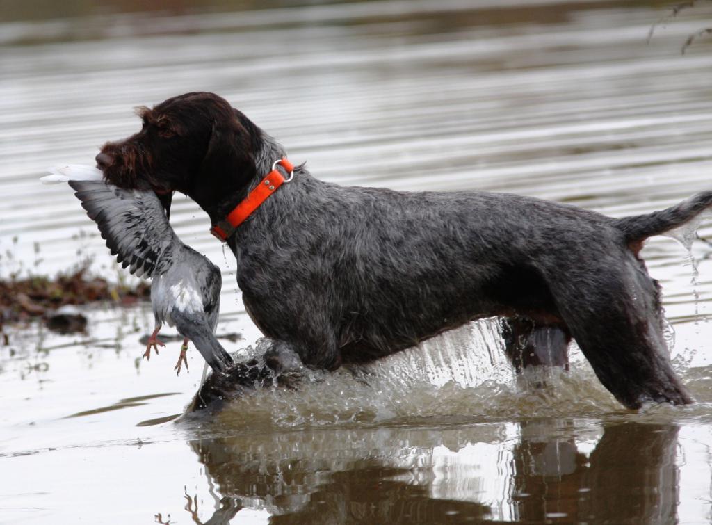 Охотничий пес породы дратхаар.