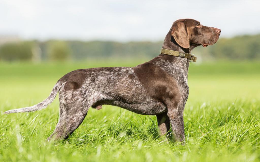 Курцхаар – охотничья порода собак.